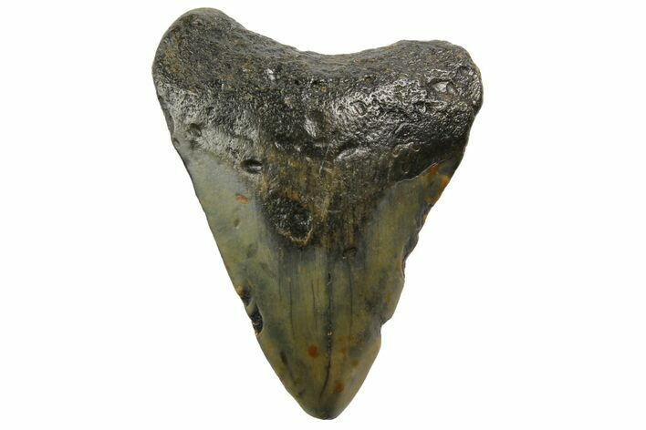 Juvenile Megalodon Tooth - North Carolina #152855
